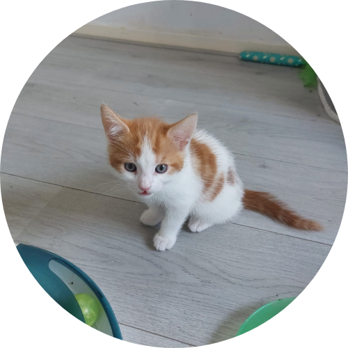 Benji