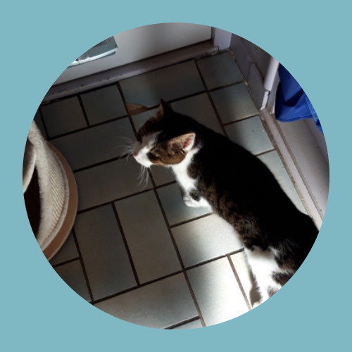 Willem