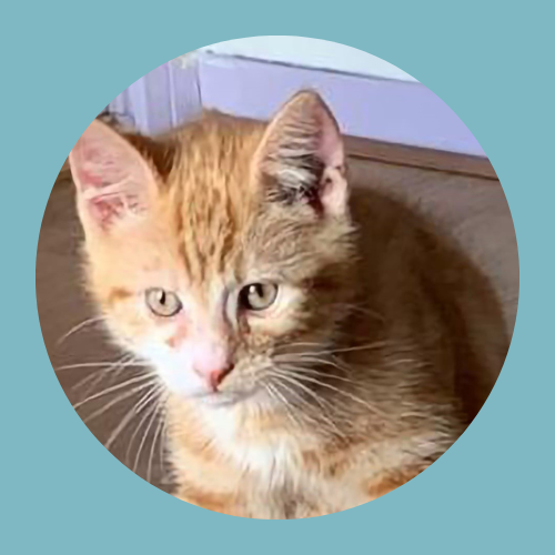 Pip