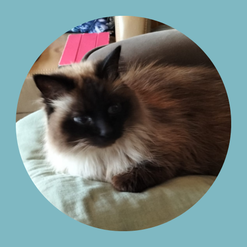 Zimba