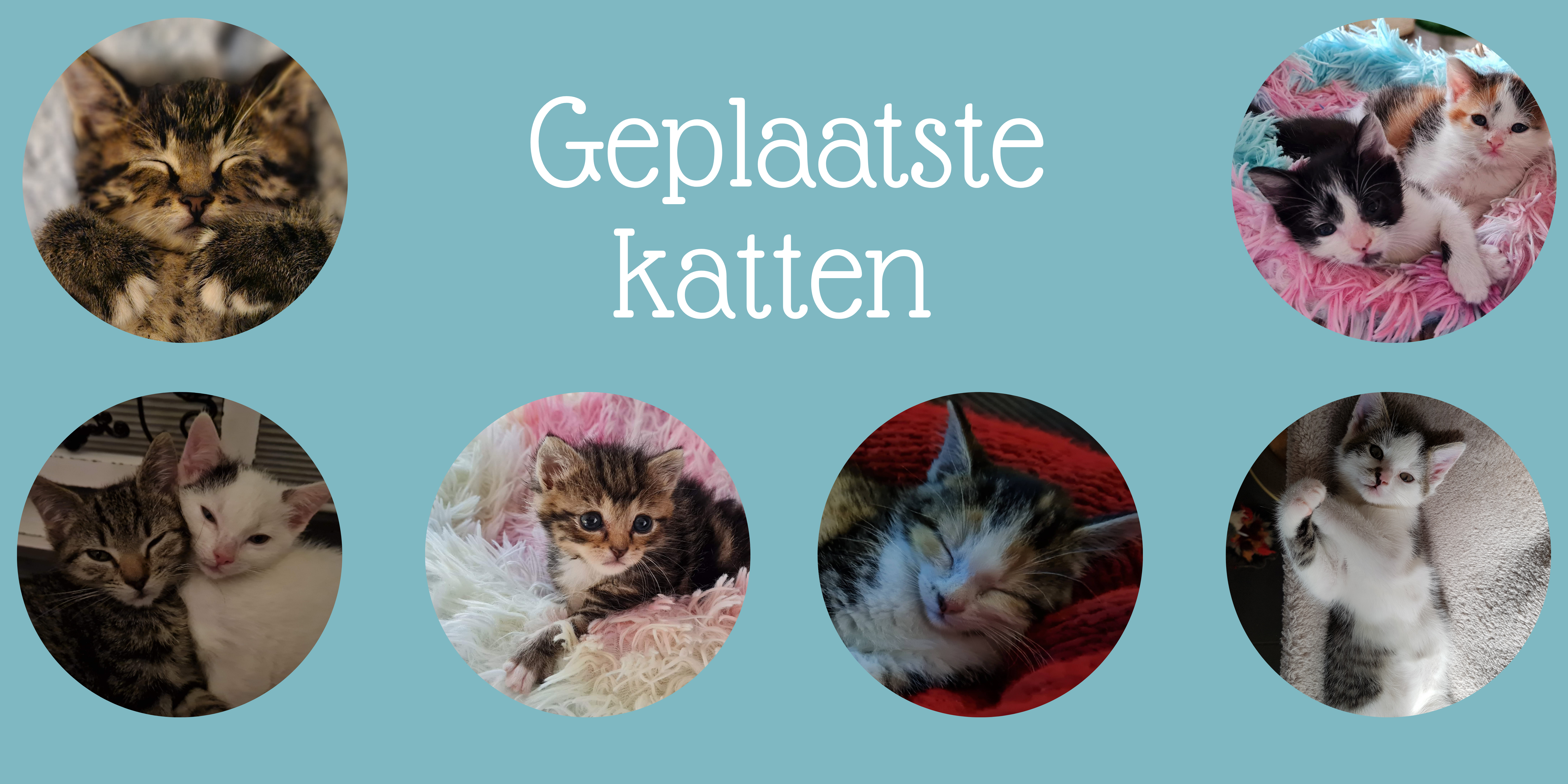geplaatste katten2