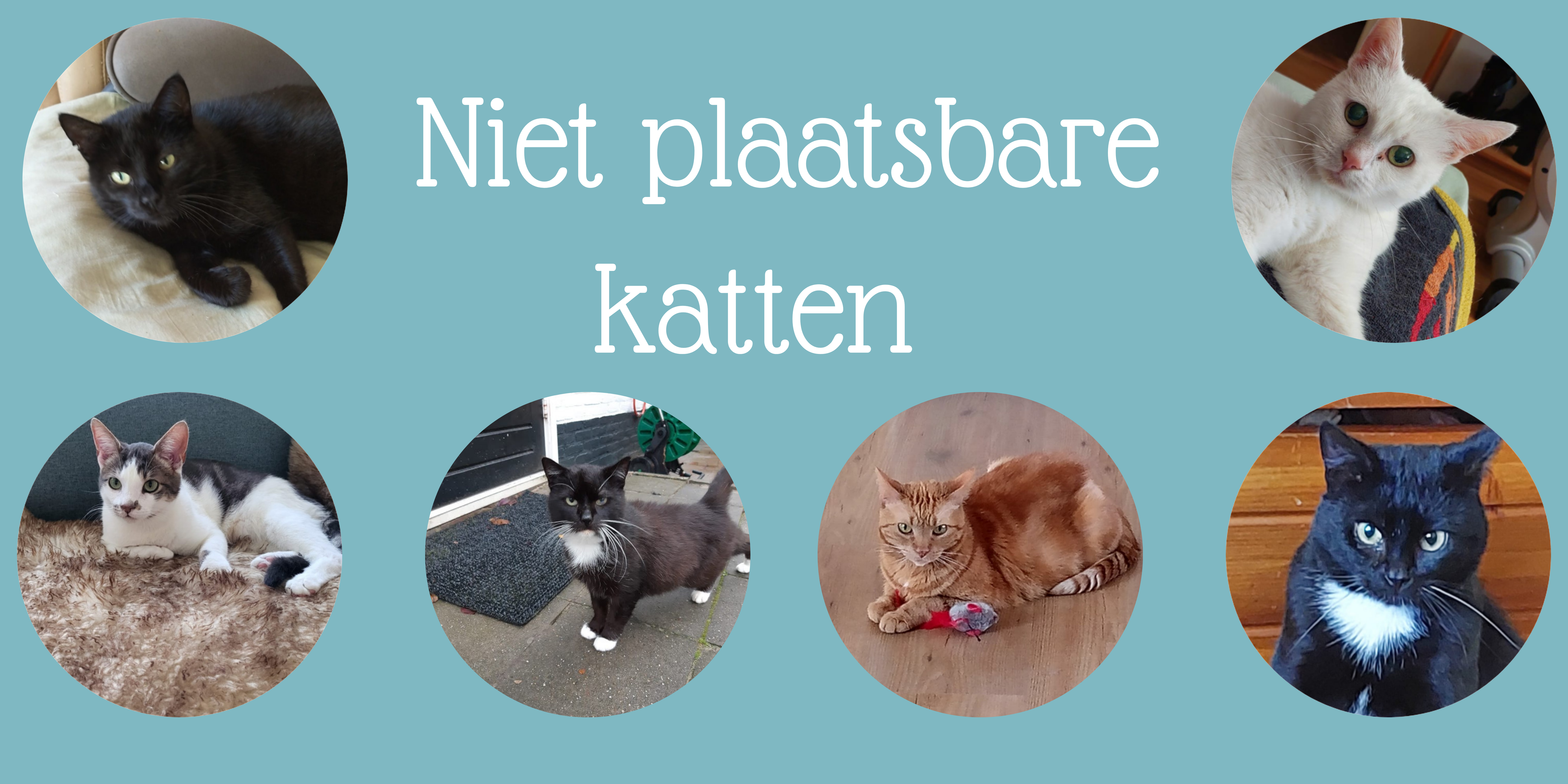 niet plaatsbare katten