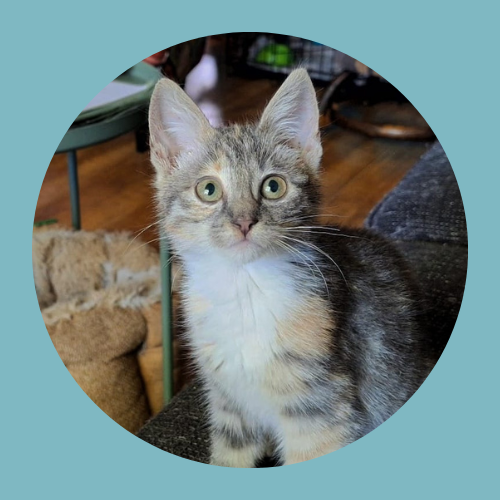 Kiki
